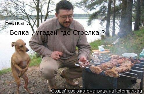 Белка ... Белка , угадай где Стрелка ?... Котоматрица: Белка ... Белка , угадай где Стрелка ?