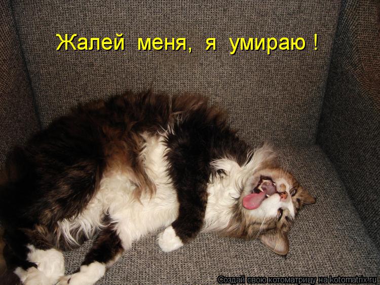 Жалей меня, я умираю !... Котоматрица: Жалей меня, я умираю !