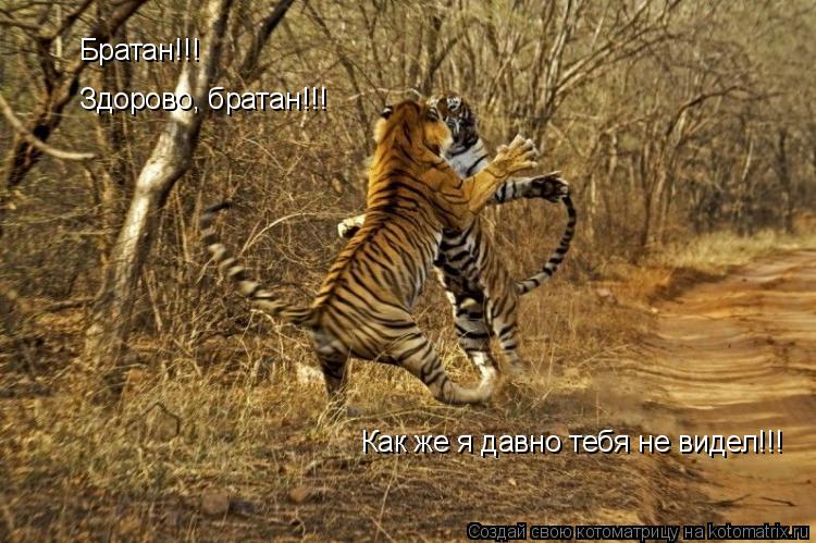 Братан!!! Здорово, братан!!! Как же я давно тебя не видел!!!... Котоматрица: Братан!!! Здорово, братан!!! Как же я давно тебя не видел!!!