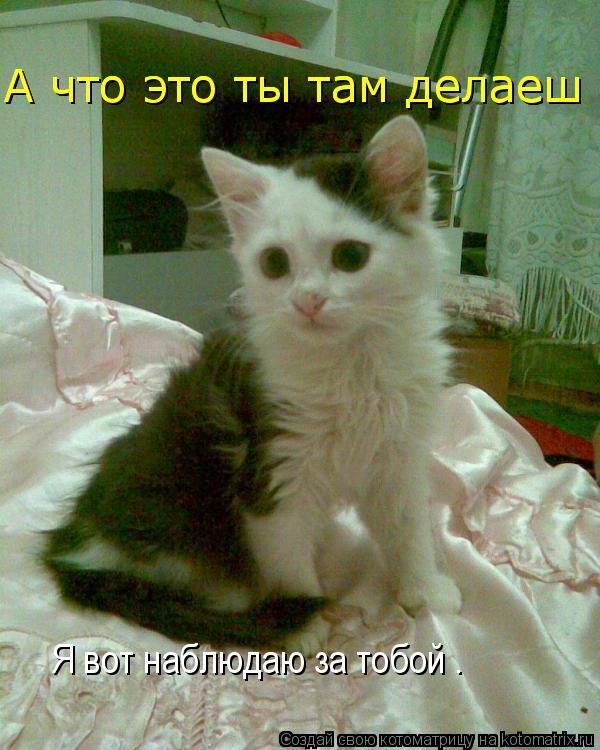 Стих я наблюдаю за тобой Стих я наблюдаю за тобой