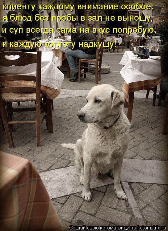 я блюд без пробы в зал не выношу, и суп всегда сама на вкус попробую, и каждую котлету надкушу! клиен... Котоматрица: я блюд без пробы в зал не выношу, и суп всегда сама на вкус попробую, и каждую котлету надкушу! клиенту каждому внимание особое: