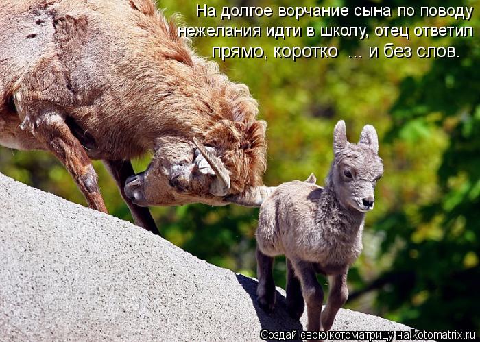 На долгое ворчание сына по поводу нежелания идти в школу, отец ответил прямо, коротко ... и без сло... Котоматрица: На долгое ворчание сына по поводу нежелания идти в школу, отец ответил прямо, коротко ... и без слов.