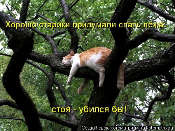 Хорошо старики придумали спать лёжа: стоя - убился бы!... Котоматрица: Хорошо старики придумали спать лёжа: стоя - убился бы!