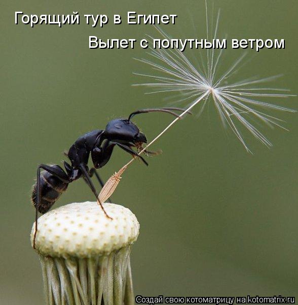 Горящий тур в Египет Вылет с попутным ветром... Котоматрица: Горящий тур в Египет Вылет с попутным ветром