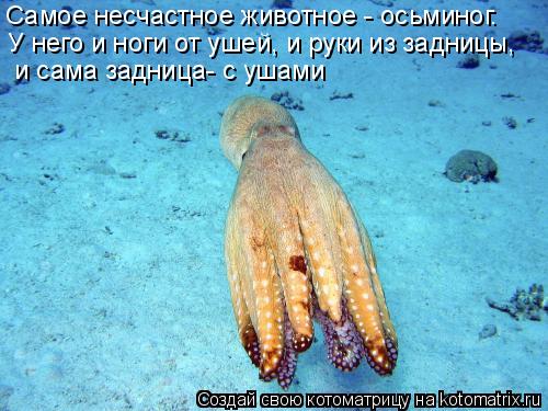 Котоматрица: Самое несчастное животное - осьминог. У него и ноги от ушей, и руки из задницы,  и сама задница- с ушами