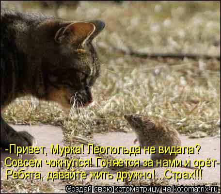 -Привет, Мурка! Леопольда не видала? Совсем чокнулся! Гоняется за нами и орёт- Ребята, давайте жить д... Котоматрица: -Привет, Мурка! Леопольда не видала? Совсем чокнулся! Гоняется за нами и орёт- Ребята, давайте жить дружно!...Страх!!!