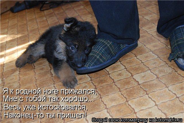 Я к родной ноге прижался, Мне с тобой так хорошо... Весь уже истосковался, Наконец-то ты пришел!... Котоматрица: Я к родной ноге прижался, Мне с тобой так хорошо... Весь уже истосковался, Наконец-то ты пришел!