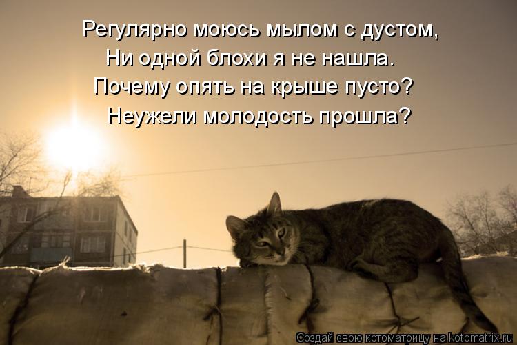 Регулярно моюсь мылом с дустом, Ни одной блохи я не нашла. Почему опять на крыше пусто? Неужели молод... Котоматрица: Регулярно моюсь мылом с дустом, Ни одной блохи я не нашла. Почему опять на крыше пусто? Неужели молодость прошла?