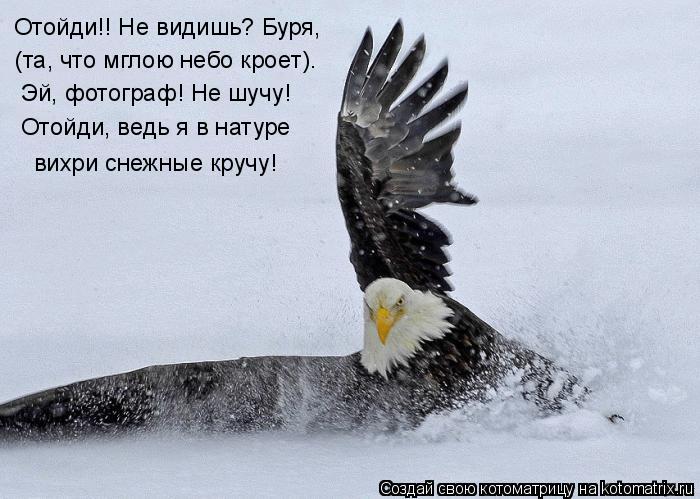 Отойди!! Не видишь? Буря, (та, что мглою небо кроет). Эй, фотограф! Не шучу! Отойди, ведь я в натур... Котоматрица: Отойди!! Не видишь? Буря, (та, что мглою небо кроет). Эй, фотограф! Не шучу! Отойди, ведь я в натуре вихри снежные кручу!