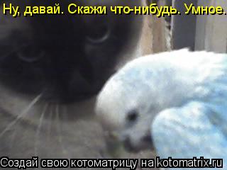Ну, давай. Скажи что-нибудь. Умное.... Котоматрица: Ну, давай. Скажи что-нибудь. Умное.