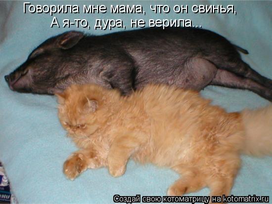 Говорила мне мама, что он свинья, А я-то, дура, не верила...... Котоматрица: Говорила мне мама, что он свинья, А я-то, дура, не верила...
