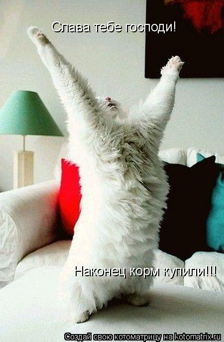 Слава тебе господи! Наконец корм купили!!!... Котоматрица: Слава тебе господи! Наконец корм купили!!!