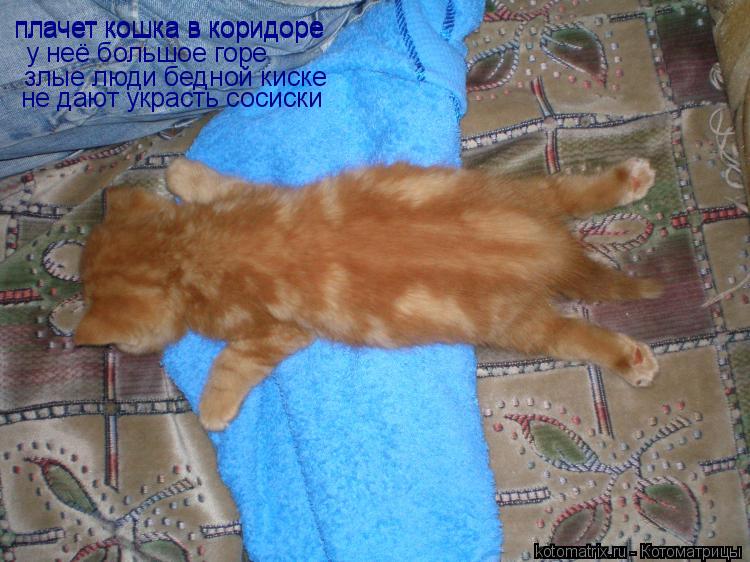 плачет кошка в коридоре плачет кошка в коридоре у неё большое горе злые люди бедной киске не д... Котоматрица: плачет кошка в коридоре плачет кошка в коридоре у неё большое горе злые люди бедной киске не дают украсть сосиски