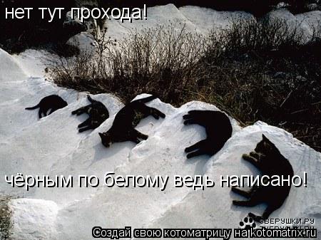нет тут прохода! чёрным по белому ведь написано!... Котоматрица: нет тут прохода! чёрным по белому ведь написано!