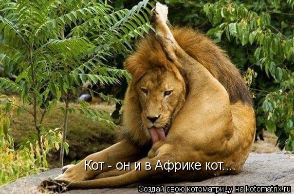Кот - он и в Африке кот....... Котоматрица: Кот - он и в Африке кот....