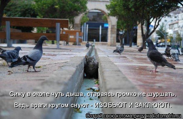 Сижу в окопе чуть дыша, стараясь громко не шуршать, Ведь враги кругом снуют - ИЗОБЬЮТ И ЗАКЛЮЮТ!…... Котоматрица: Сижу в окопе чуть дыша, стараясь громко не шуршать, Ведь враги кругом снуют - ИЗОБЬЮТ И ЗАКЛЮЮТ!…