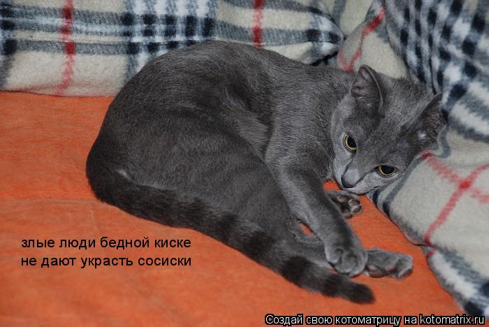 злые люди бедной киске не дают украсть сосиски... Котоматрица: злые люди бедной киске не дают украсть сосиски