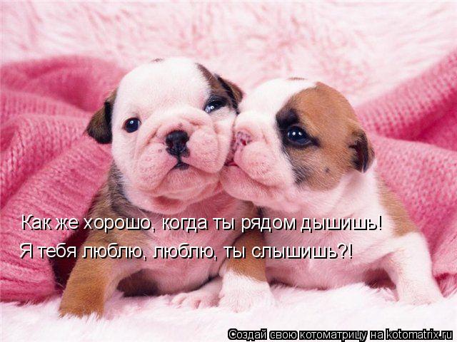 Как же хорошо, когда ты рядом дышишь! Я тебя люблю, люблю, ты слышишь?!... Котоматрица: Как же хорошо, когда ты рядом дышишь! Я тебя люблю, люблю, ты слышишь?!