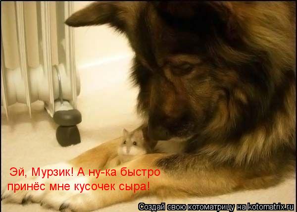 Эй, Мурзик! А ну-ка быстро принёс мне кусочек сыра!... Котоматрица: Эй, Мурзик! А ну-ка быстро принёс мне кусочек сыра!