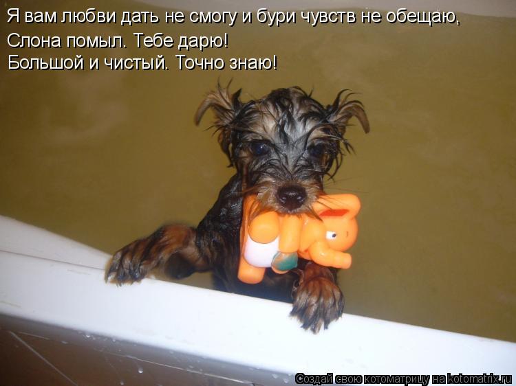 Слона помыл. Тебе дарю! Большой и чистый. Точно знаю! Я вам любви дать не смогу и бури чувств не обещ... Котоматрица: Слона помыл. Тебе дарю! Большой и чистый. Точно знаю! Я вам любви дать не смогу и бури чувств не обещаю,
