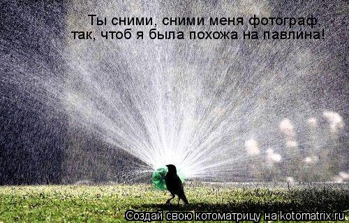 Ты сними, сними меня фотограф, так, чтоб я была похожа на павлина!... Котоматрица: Ты сними, сними меня фотограф, так, чтоб я была похожа на павлина!