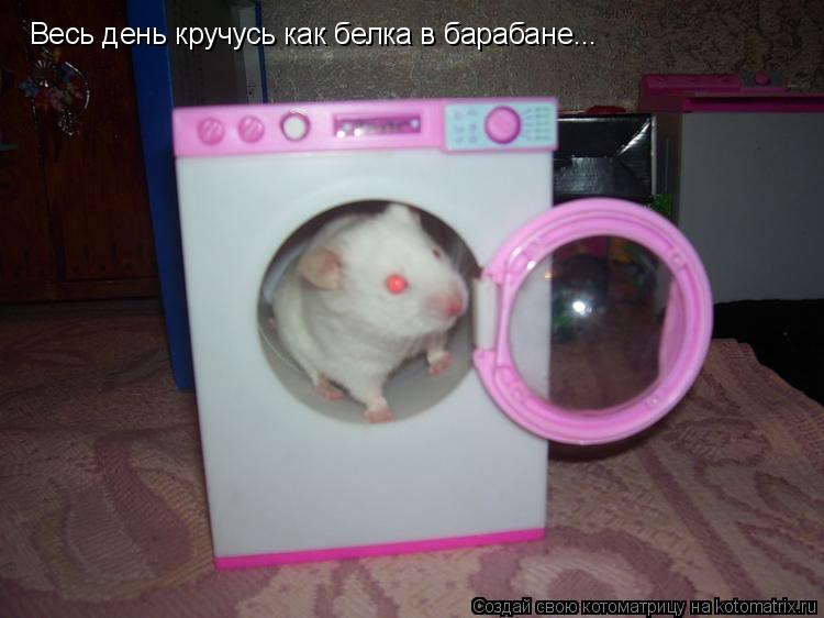 Весь день кручусь как белка в барабане...... Котоматрица: Весь день кручусь как белка в барабане...