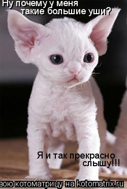 Котоматрица: Ну почему у меня такие большие уши? Я и так прекрасно слышу!!!