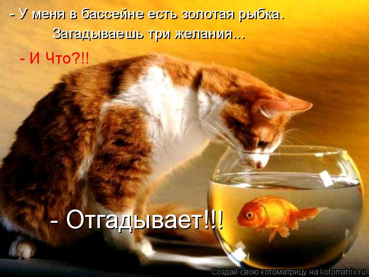 - У меня в бассейне есть золотая рыбка. Загадываешь три желания... - И Что?!! - Отгадывает!!!... Котоматрица: - У меня в бассейне есть золотая рыбка. Загадываешь три желания... - И Что?!! - Отгадывает!!!