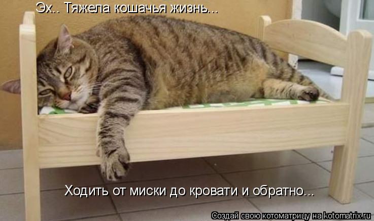 Котоматрица: Эх.. Тяжела кошачья жизнь... Ходить от миски до кровати и обратно...