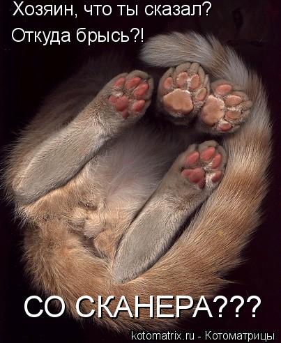 Котоматрица: Хозяин, что ты сказал? Откуда брысь?! СО СКАНЕРА???