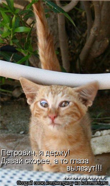 Петрович, я держу! Давай скорее, а то глаза вылезут!!! ************** **************... Котоматрица: Петрович, я держу! Давай скорее, а то глаза вылезут!!! ************** **************