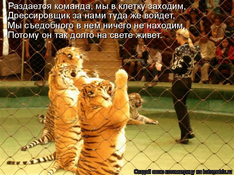 Раздается команда, мы в клетку заходим, Дрессировщик за нами туда же войдет, Мы съедобного в нем ни... Котоматрица: Раздается команда, мы в клетку заходим, Дрессировщик за нами туда же войдет, Мы съедобного в нем ничего не находим, Потому он так долго на с