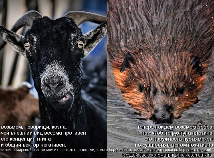 возьмем, товарищи, козла, теперь пойдем возьмем бобра,... Котоматрица: возьмем, товарищи, козла, теперь пойдем возьмем бобра, чей внешний вид весьма противен