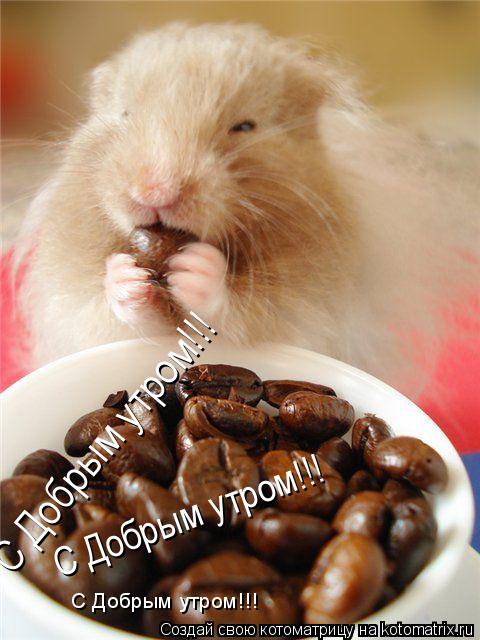 Котоматрица: С Добрым утром!!! С Добрым утром!!! С Добрым утром!!!
