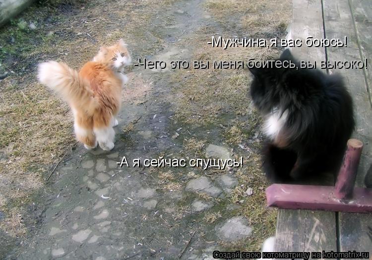 Котоматрица: -Мужчина,я вас боюсь! -А я сейчас спущусь! -Чего это вы меня боитесь,вы высоко!