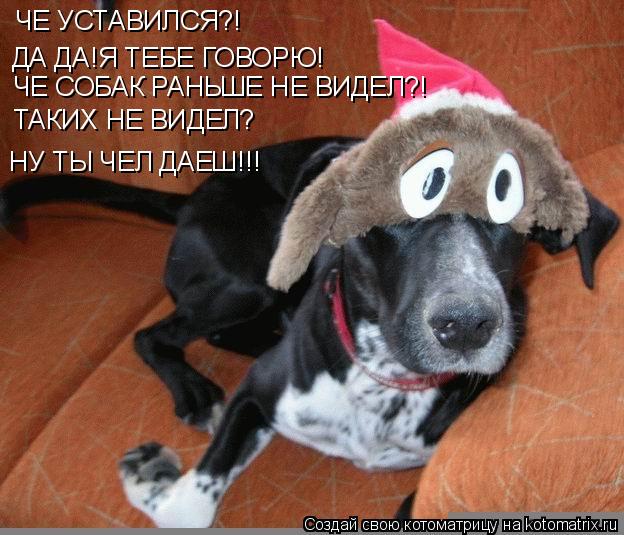 ЧЕ УСТАВИЛСЯ?! ДА ДА!Я ТЕБЕ ГОВОРЮ! ЧЕ СОБАК РАНЬШЕ НЕ ВИДЕЛ?! ТАКИХ НЕ ВИДЕЛ? НУ ТЫ ЧЕЛ ДАЕШ!!!... Котоматрица: ЧЕ УСТАВИЛСЯ?! ДА ДА!Я ТЕБЕ ГОВОРЮ! ЧЕ СОБАК РАНЬШЕ НЕ ВИДЕЛ?! ТАКИХ НЕ ВИДЕЛ? НУ ТЫ ЧЕЛ ДАЕШ!!!
