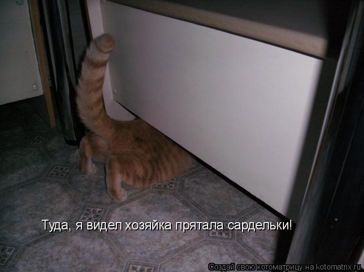 Котоматрица: Туда, я видел хозяйка прятала сардельки!