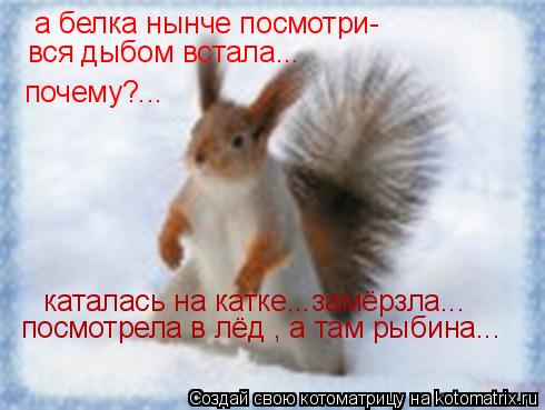 а белка нынче посмотри- вся дыбом встала... почему?... каталась на катке...замёрзла... посмотрела в л... Котоматрица: а белка нынче посмотри- вся дыбом встала... почему?... каталась на катке...замёрзла... посмотрела в лёд , а там рыбина...