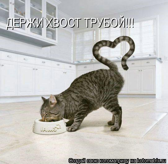 ДЕРЖИ ХВОСТ ТРУБОЙ!!!... Котоматрица: ДЕРЖИ ХВОСТ ТРУБОЙ!!!