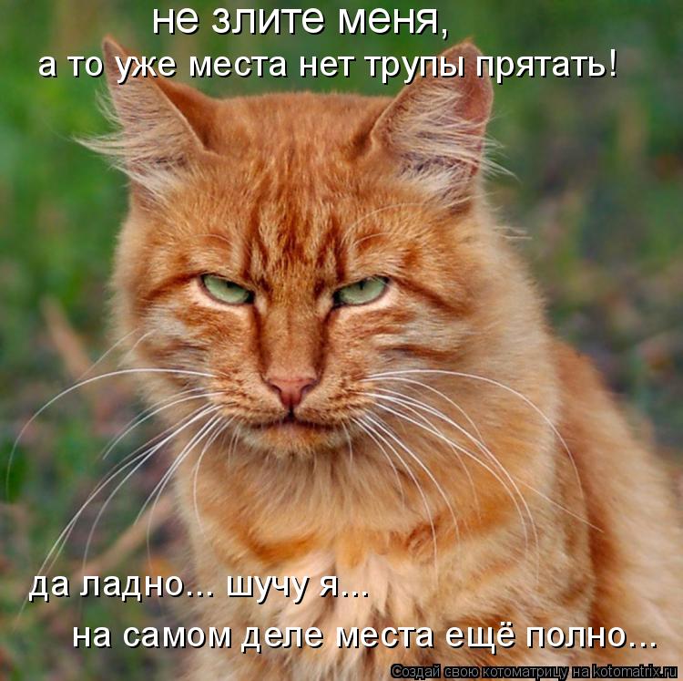 Котоматрица: не злите меня, а то уже места нет трупы прятать! да ладно... шучу я... на самом деле места ещё полно...