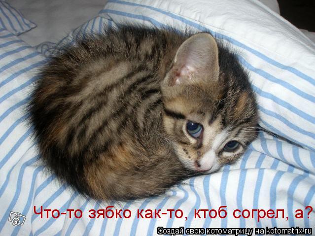 Что-то зябко как-то, ктоб согрел, а?... Котоматрица: Что-то зябко как-то, ктоб согрел, а?