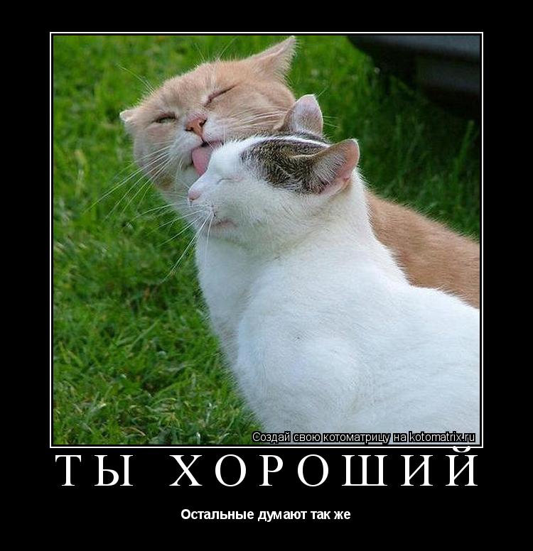 Котоматрица: Ты хороший Остальные думают так же