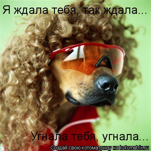 Котоматрица: Я ждала тебя, так ждала... Угнала тебя, угнала...