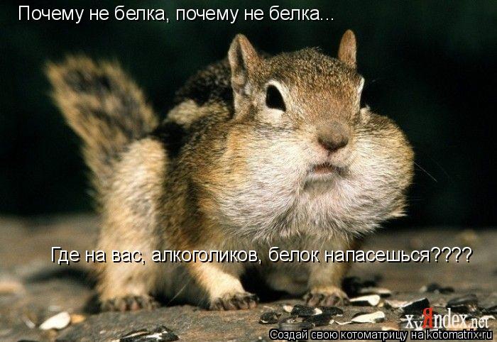 Почему не белка, почему не белка... Где на вас, алкоголиков, белок напасешься????... Котоматрица: Почему не белка, почему не белка... Где на вас, алкоголиков, белок напасешься????