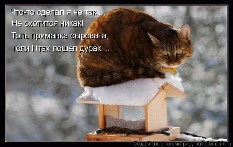 Что-то сделал я не так.... Не охотится никак! Толь приманка сыровата, Толи Птах пошел дурак....... Котоматрица: Что-то сделал я не так.... Не охотится никак! Толь приманка сыровата, Толи Птах пошел дурак....