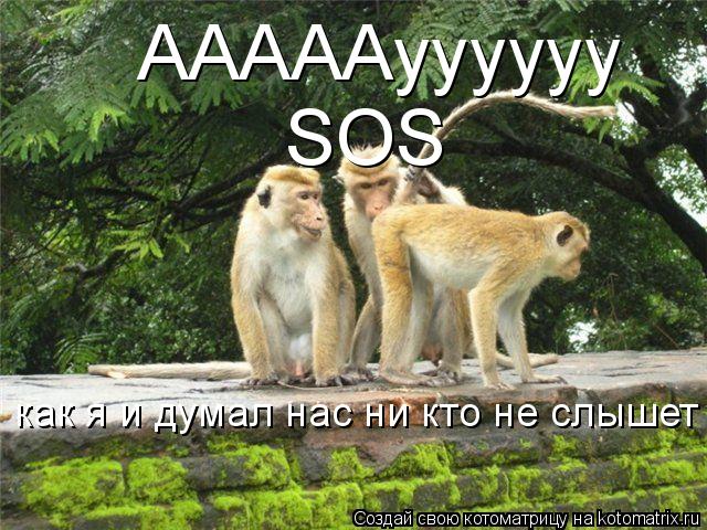 АААААуууууу SOS как я и думал нас ни кто не слышет... Котоматрица: АААААуууууу SOS как я и думал нас ни кто не слышет