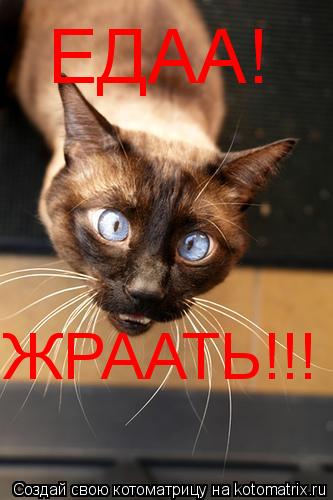 Котоматрица: ЕДАА! ЖРААТЬ!!!