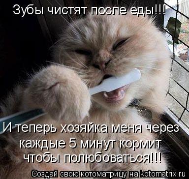 Зубы чистят после еды!!! И теперь хозяйка меня через каждые 5 минут кормит чтобы полюбоваться!!!... Котоматрица: Зубы чистят после еды!!! И теперь хозяйка меня через каждые 5 минут кормит чтобы полюбоваться!!!