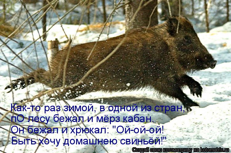 Как-то раз зимой, в одной из стран, пО лесу бежал и мёрз кабан. Он бежал и хрюкал: "Ой-ой-ой! Быть хо... Котоматрица: Как-то раз зимой, в одной из стран, пО лесу бежал и мёрз кабан. Он бежал и хрюкал: "Ой-ой-ой! Быть хочу домашнею свиньёй!"