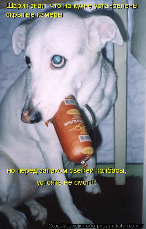 Шарик знал, что на кухне установлены скрытые камеры но перед запахом свежей колбасы, устоять не смо... Котоматрица: Шарик знал, что на кухне установлены скрытые камеры но перед запахом свежей колбасы, устоять не смог!!!